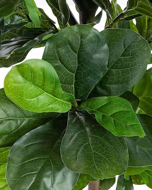FLOWORLD Fiddle Leaf Fig Tree 6ft Tall Artificial Tree in Plastic Pot Fake Ficus Lyrata Plants with 184 Decorative Fiddle Leaves Faux Fig Trees for Home Office Living Room Decor Indoor Outdoor - Image 4
