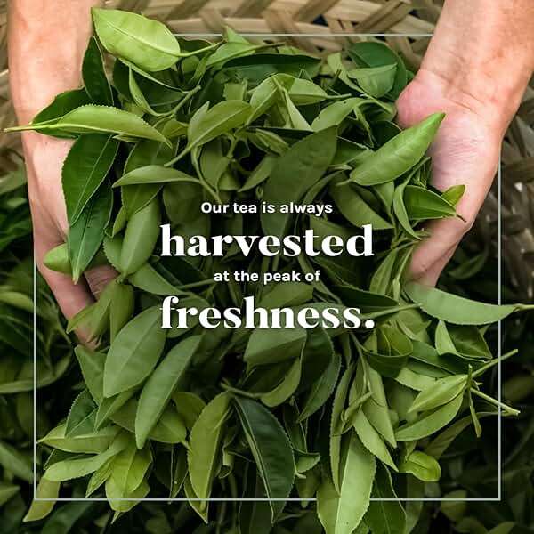 Uncle Lee's Organic Green Tea Bags 4-Pack, 106-Count Super Packs – Bright & Refreshing, Lightly Caffeinated Bulk Tea for Home, Office, Camping - Image 5