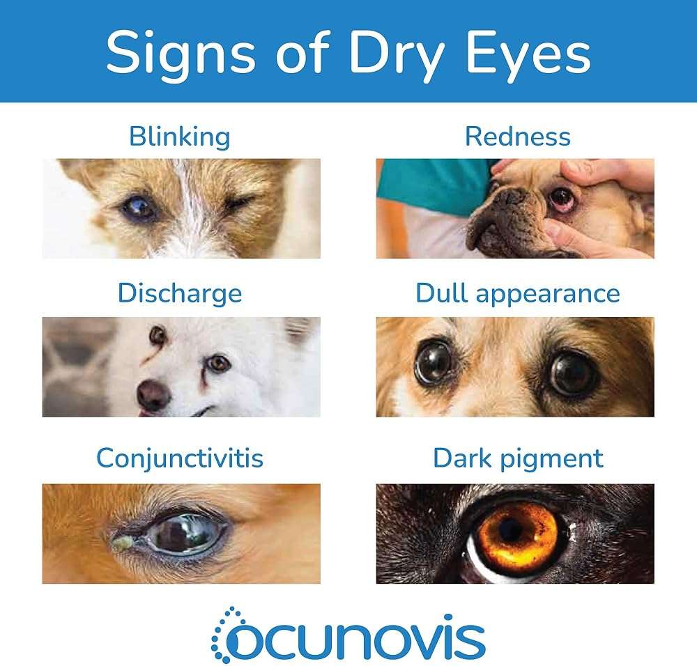 Sentrx Ocunovis Gel Eye Drops for Dogs & Cats, Eye Lube for Dogs Allergy Relief Lubricant, Dogs with Dry Eyes, Artificial Tears, 10 ml - Image 9