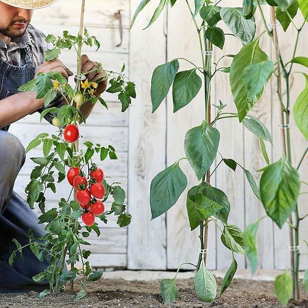 250 Pcs Tomato Clips and Hooks, Plant Support Clips for Tomatoes Cucumber Grape Melon, Makes Plants Grow Upright or Prevent Falling Off, Makes Plants Healthier, J Tomato Hooks Trellis Vine Cages Clip - Image 2