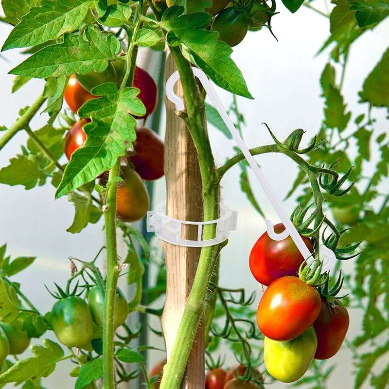 250 Pcs Tomato Clips and Hooks, Plant Support Clips for Tomatoes Cucumber Grape Melon, Makes Plants Grow Upright or Prevent Falling Off, Makes Plants Healthier, J Tomato Hooks Trellis Vine Cages Clip - Image 5