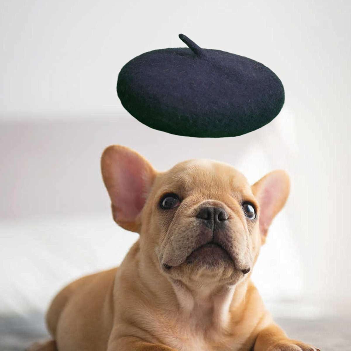 Leefasy Dog Cat Wool Beret Hat, 5.1 Inch Diameter with Adjustable Chin Strap, Warm Pet Costume for Photos and Vacations, Black - Image 6