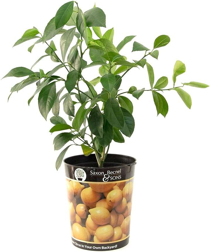 Garden State Bulb Meyer Lemon Tree, Citrus Live Plant (1 Gallon Growers Pot) Cannot Ship FL, AZ, CA, TX, LA - Image 1