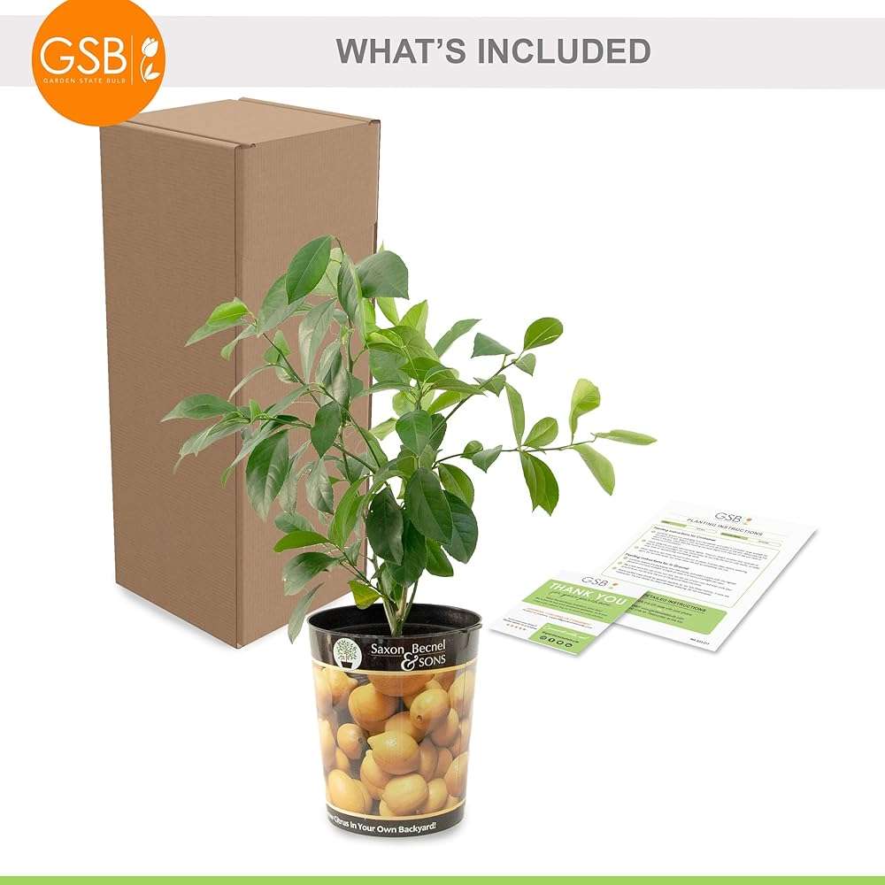 Garden State Bulb Meyer Lemon Tree, Citrus Live Plant (1 Gallon Growers Pot) Cannot Ship FL, AZ, CA, TX, LA - Image 3