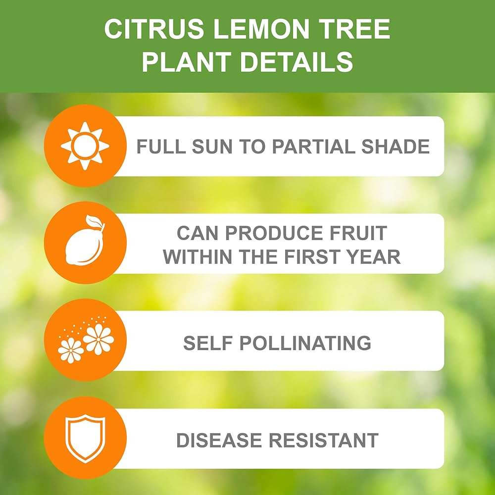 Garden State Bulb Meyer Lemon Tree, Citrus Live Plant (1 Gallon Growers Pot) Cannot Ship FL, AZ, CA, TX, LA - Image 4