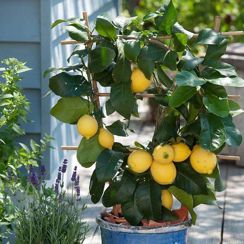 Garden State Bulb Meyer Lemon Tree, Citrus Live Plant (1 Gallon Growers Pot) Cannot Ship FL, AZ, CA, TX, LA - Image 7
