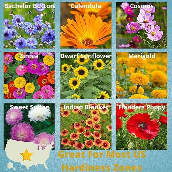 Camas- Pollinator Wildflower Seed Packets - (20) Party Favors to Attract Bees, Butterflies, and Hummingbirds to Your Plant and Flower Garden-Annual Wildflower Mix - Image 4