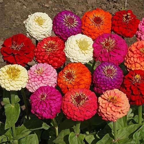 1000+ Crazy Blend Zinnia Seeds for Planting Zinnia Elegans Heirloom Open Pollinated & Untreated Mixed Color Zinnia Flowers - Image 5