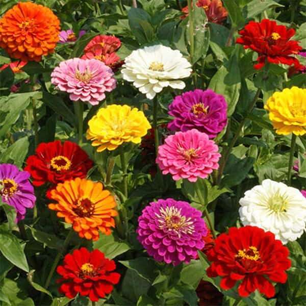1000+ Crazy Blend Zinnia Seeds for Planting Zinnia Elegans Heirloom Open Pollinated & Untreated Mixed Color Zinnia Flowers - Image 9