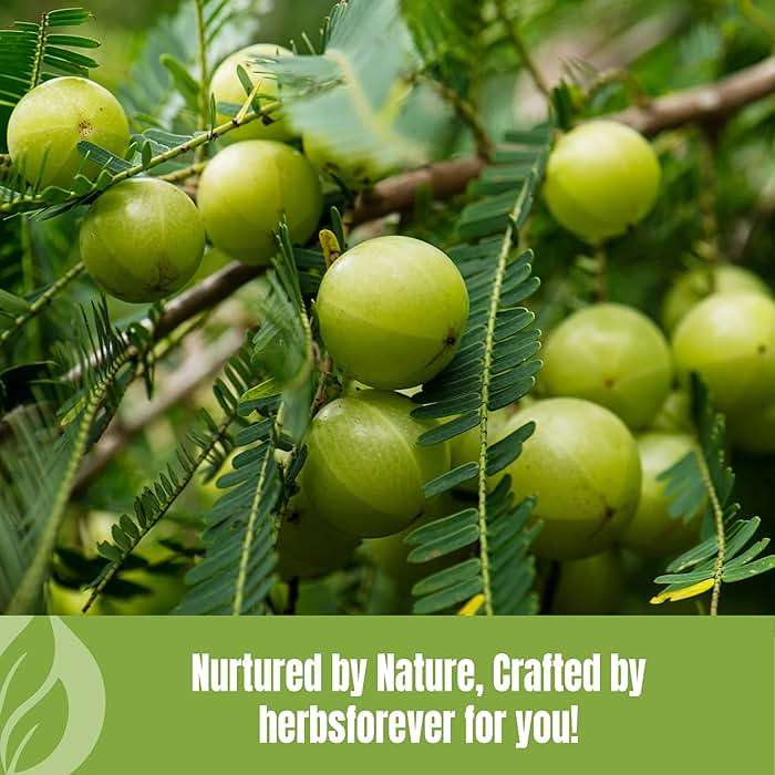 Herbsforever Amla Powder | Phyllanthus Emblica | Rich in Vitamin C & Natural Antioxidants | Supports Healthy Immunity & Digestion | Vegan, Non-GMO Superfood | 230g (8.1 oz) (230_GMS) - Image 8