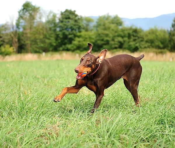Chuckit! Ultra Ball Dog Toy (Small) and ChuckIt! Sport 14S Dog Ball Launcher - Image 5
