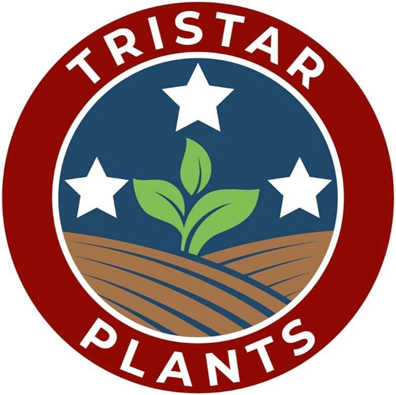 BLOODGOOD Japanese Maple acer palmatum ‘Bloodgood’ 2 - Year Live Tree by Tristar Plants- in ABP Container - Image 4