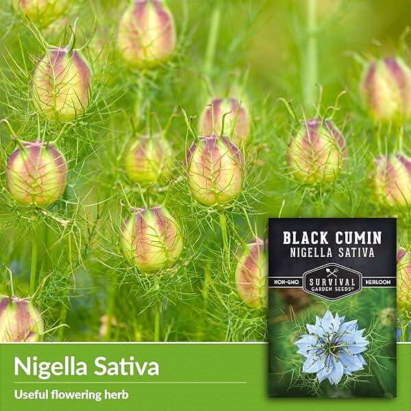 Survival Garden Seeds Nigella Sativa Black Cumin Seeds for Planting, 1 Pack | Black Seed Medicinal Tea Herb & Culinary Spice, Pollinator Flowers & Decorative Pods, Heirloom Non-GMO - Image 3