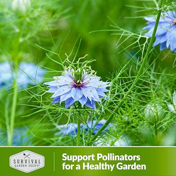 Survival Garden Seeds Nigella Sativa Black Cumin Seeds for Planting, 1 Pack | Black Seed Medicinal Tea Herb & Culinary Spice, Pollinator Flowers & Decorative Pods, Heirloom Non-GMO - Image 5