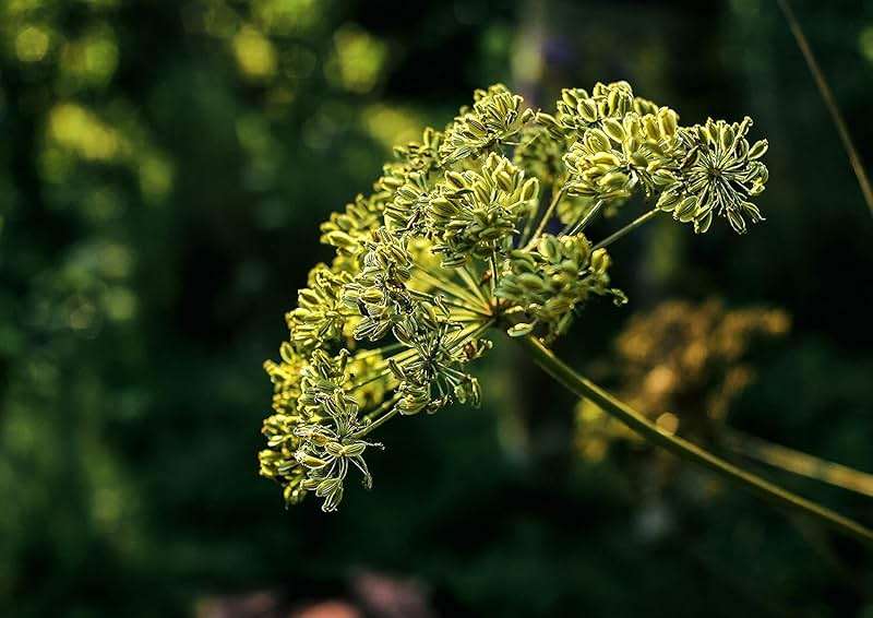 Food to Live Whole Cumin Seeds, 2 Pound - Jeera Seeds, Vegan, Kosher, Bulk Fragrant Spice. High in Iron, Magnesium, Fiber. Pairs Well with Mexican, Middle Eastern, and Indian Dishes. - Image 7