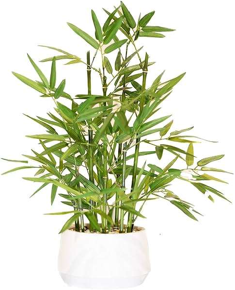 365 Blooming Decor 18 inch Tall White Potted Artificial Bamboo Plant- Luxury Artificial Bamboo Tree in White Pot for Home, Office, Kitchen, Counter Top, Indoor Decor, Money Tree, Lucky Tree. - Image 1