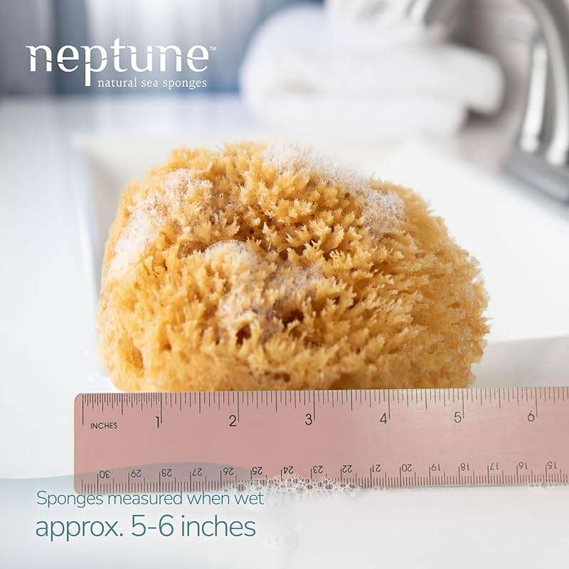 Neptune Caribbean Sea Sponge, Medium (Approx. 5–6 Inch), Natural Bath and Facial Sponge, Soft Eco-Friendly Exfoliating Sponge for Gentle Cleansing and Spa-Like Skin Care - Image 2