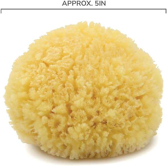 Neptune Caribbean Sea Sponge, Medium (Approx. 5–6 Inch), Natural Bath and Facial Sponge, Soft Eco-Friendly Exfoliating Sponge for Gentle Cleansing and Spa-Like Skin Care - Image 3