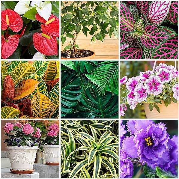 The Old Farmer's Almanac Houseplant & Flower Plant Food Mini Spikes - NPK 5-5-5 for Continuous Feeding and Vibrant Colors (12 Mini Spikes) - Image 3
