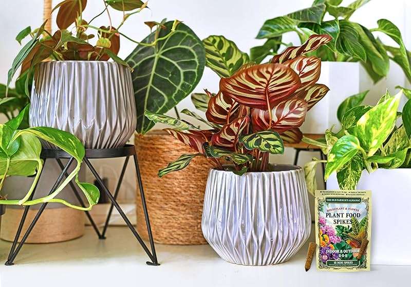 The Old Farmer's Almanac Houseplant & Flower Plant Food Mini Spikes - NPK 5-5-5 for Continuous Feeding and Vibrant Colors (12 Mini Spikes) - Image 5