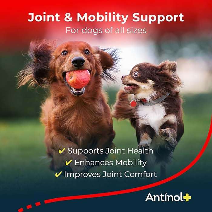 Antinol Plus, Mobility, Hip, and Joint Supplement for Dogs, Green-Lipped Mussels and Krill Oil - Dog Joint Supplement, Better and Faster Than Glucosamine and Chondroitin, 120 Soft Gels - Image 2