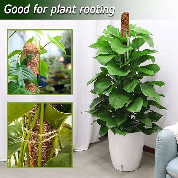 2 Pack Moss Pole, 28 Inch Bendable Moss Pole for Plants Monstera, Moss Poles for Climbing Plants Indoor, Coir Plant Pole Sticks Support Stakes for Potted Plant, Pothos, Philodendron - Image 4