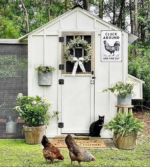 Smilelife Funny Chicken Gifts Chicken Cluck Around and Find Out Tin Sign for Home Farm Chicken Coop Farmhouse Kitchen Garden Decor 8 X 12 Inch (3020) - Image 2