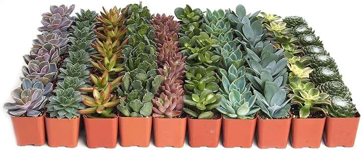Shop Succulents Assorted Succulent Plant Pack Collection - Live Mini Succulent Plants, Low Maintenance, Mixture of Colors & Textures - Wedding and Party Favors, Gift & Garden, Pack of 32 - Image 2