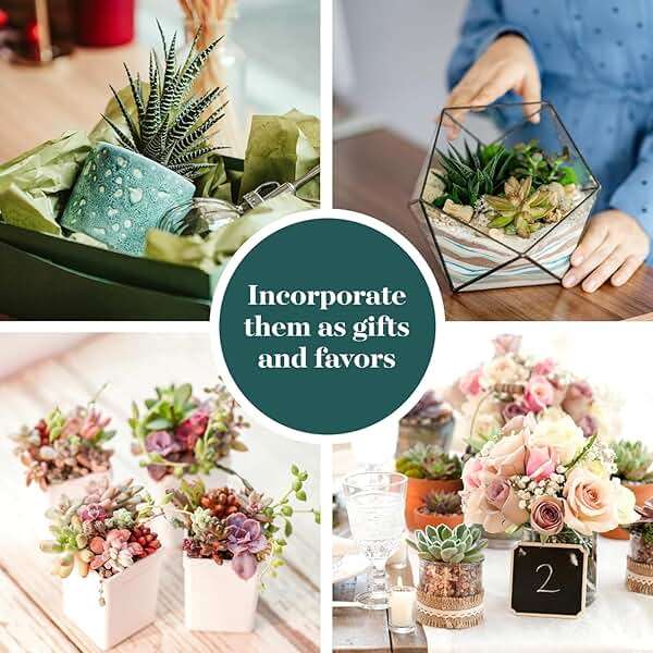 Shop Succulents Assorted Succulent Plant Pack Collection - Live Mini Succulent Plants, Low Maintenance, Mixture of Colors & Textures - Wedding and Party Favors, Gift & Garden, Pack of 32 - Image 4