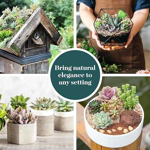Shop Succulents Assorted Succulent Plant Pack Collection - Live Mini Succulent Plants, Low Maintenance, Mixture of Colors & Textures - Wedding and Party Favors, Gift & Garden, Pack of 32 - Image 5