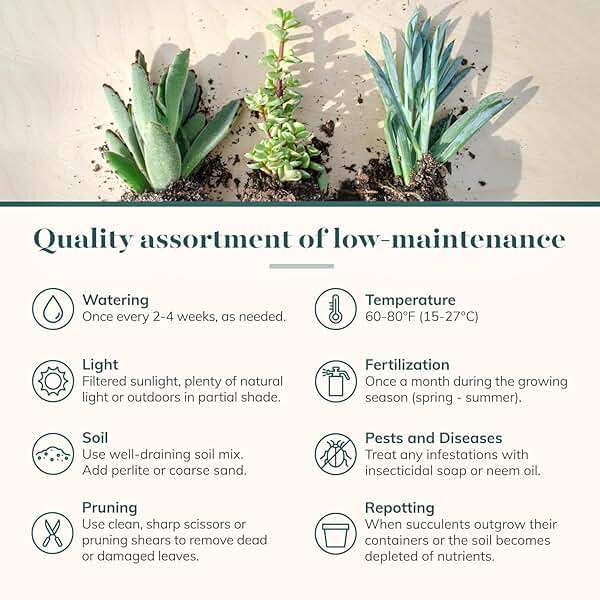 Shop Succulents Assorted Succulent Plant Pack Collection - Live Mini Succulent Plants, Low Maintenance, Mixture of Colors & Textures - Wedding and Party Favors, Gift & Garden, Pack of 32 - Image 6