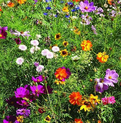 Bentley Earth Day 2025 Bee The Change - Pollinator Flower Mix Seed Packets (25 Packets) - Image 9