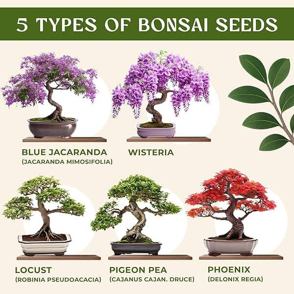 DIY Bonsai Tree Kit for Beginners – 5X Unique Japanese Bonzai Trees, Complete Indoor Bonsai Starter Kit for Growing Bonsai Plants w/Tools & Planters – DIY Christmas Gardening Gifts for Mom - Image 2