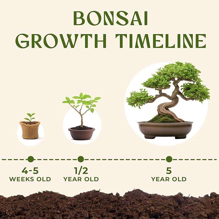 DIY Bonsai Tree Kit for Beginners – 5X Unique Japanese Bonzai Trees, Complete Indoor Bonsai Starter Kit for Growing Bonsai Plants w/Tools & Planters – DIY Christmas Gardening Gifts for Mom - Image 7