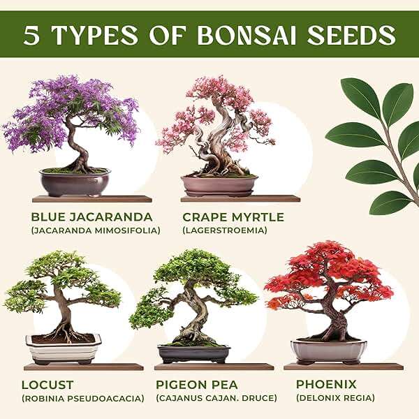 DIY Bonsai Tree Kit for Beginners – 5X Unique Japanese Bonzai Trees | Complete Indoor Bonsai Starter Kit for Growing Bonsai Plants with Tools & Planters – DIY Gardening Gifts for Women & Men - Image 2