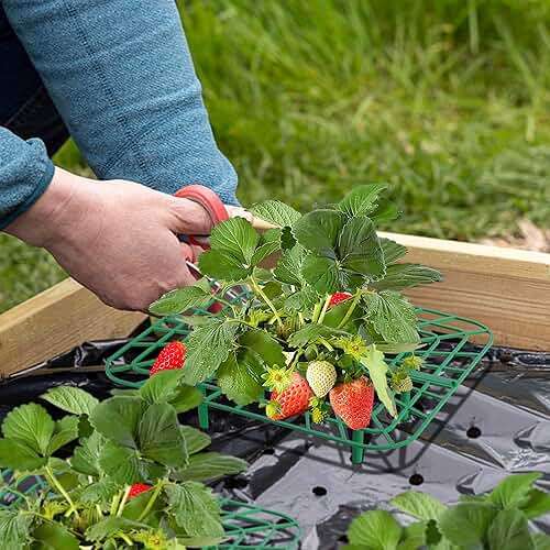 Iceyyyy 12 Packs Square Strawberry Supports-Strawberry Growing Racks- Plant Support Strawberry Stand Holder Growing Frame Keep Berries Clean - Image 2