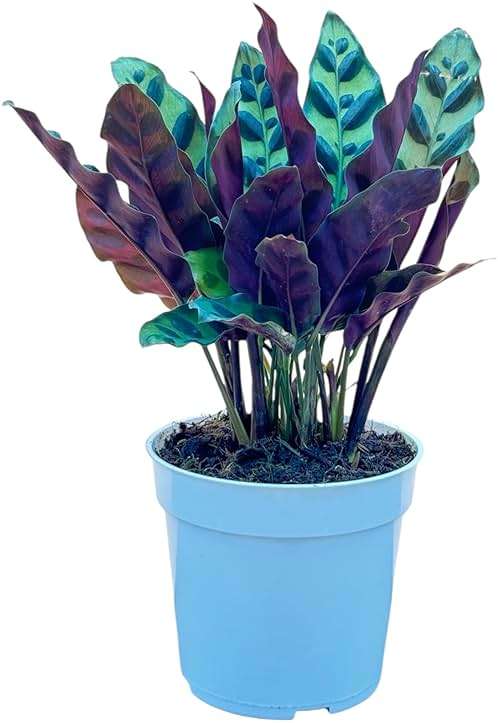 Rattlesnake Calathea Live Plant - Air Purifier, Colorful House Plant, Ideal for Home Decor and Room Decor - Rattlesnake for Indoor Plants, Calathea Lancifolia Prayer Plant - Image 1