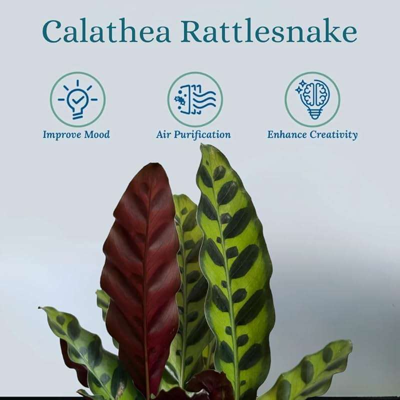 Rattlesnake Calathea Live Plant - Air Purifier, Colorful House Plant, Ideal for Home Decor and Room Decor - Rattlesnake for Indoor Plants, Calathea Lancifolia Prayer Plant - Image 3