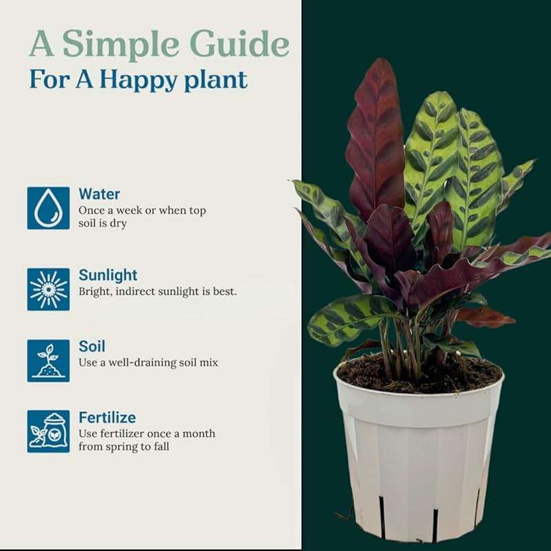 Rattlesnake Calathea Live Plant - Air Purifier, Colorful House Plant, Ideal for Home Decor and Room Decor - Rattlesnake for Indoor Plants, Calathea Lancifolia Prayer Plant - Image 4