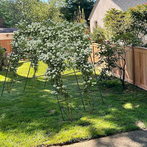 IDEA FAMILY Cucumber Trellis for Raised Bed 67" x 67" U-Frame Garden Arch Tunnel with Netting Vegetable Fruit Flower Lightweight Metal Plant Support for Climbing Plants Outdoor,Black - Image 2