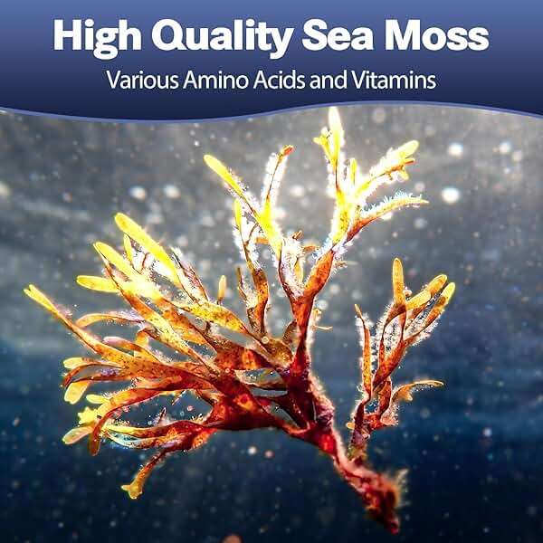 25-in-1 Sea Moss Black Seed Oil Ashwagandha Ginger Shilajit Supplement, Sea Moss Capsules Pro with Bladder Burdock Ceylon Cinnamon Berberine ACV Manuka VIT C & D3 for Men Women, 120 Vegan Caps - Image 3