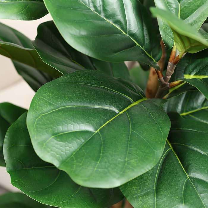 OAKRED Artificial Fiddle Leaf Fig Tree with White Planter,5ft Tall Fake Tree with Natural Wood Trunk for Home Decor, Faux Ficus Tree Fake Moss for Indoor Office Living Room - Image 5