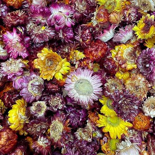 Food Grade Dried Mixed Flowers | 20+ Flowers | 100% Natural | Dried Flowers | Cocktail Toppers | for Garnishing Cocktails, Cake Decoration, Tea Infusions | 20 Grams, 0.7 oz | Drink Botanicals Ireland - Image 4