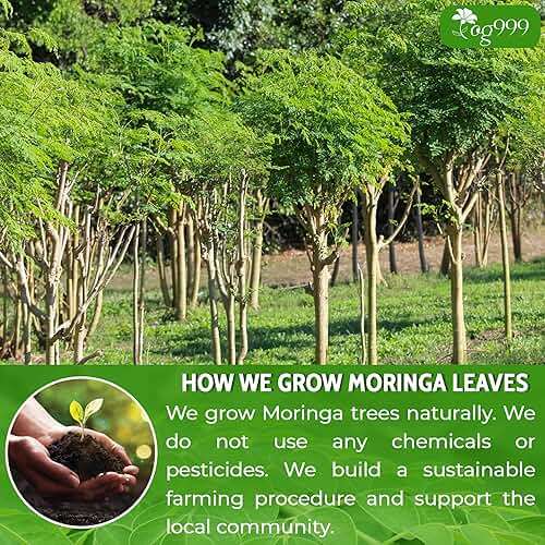 TOG999, Premium 16oz Moringa Leaf Powder, 100% Natural and Pure from Moringa Leaves, No Additives, No Gluten, No Sugar, Vegan - Image 4