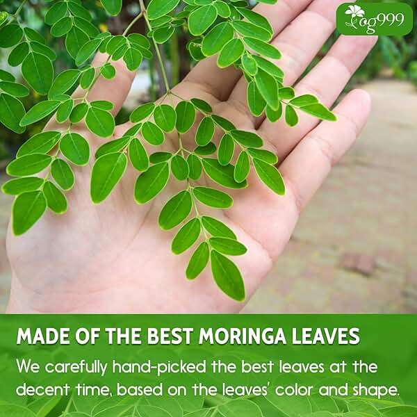 TOG999, Premium 16oz Moringa Leaf Powder, 100% Natural and Pure from Moringa Leaves, No Additives, No Gluten, No Sugar, Vegan - Image 5