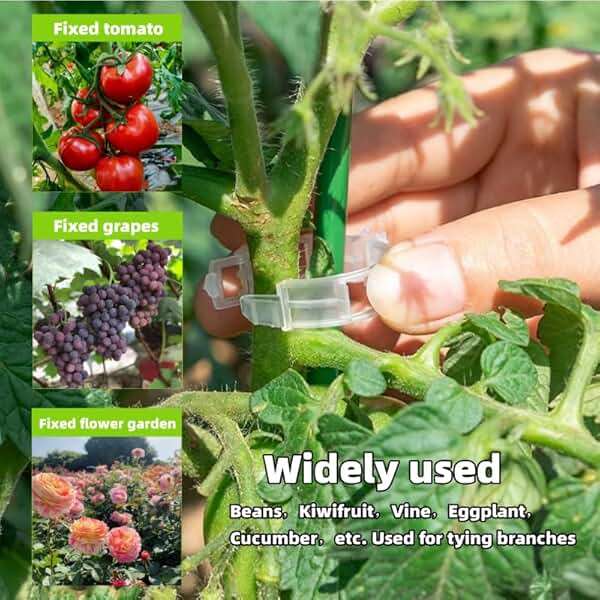 50 PCS plant clips, garden clips for climbing plants, plastic bracket clips，tomato clips，grape，vine，vegetable plant Clamps for climbing plants clear Plants to Grow Upright and make plants Healthier - Image 4