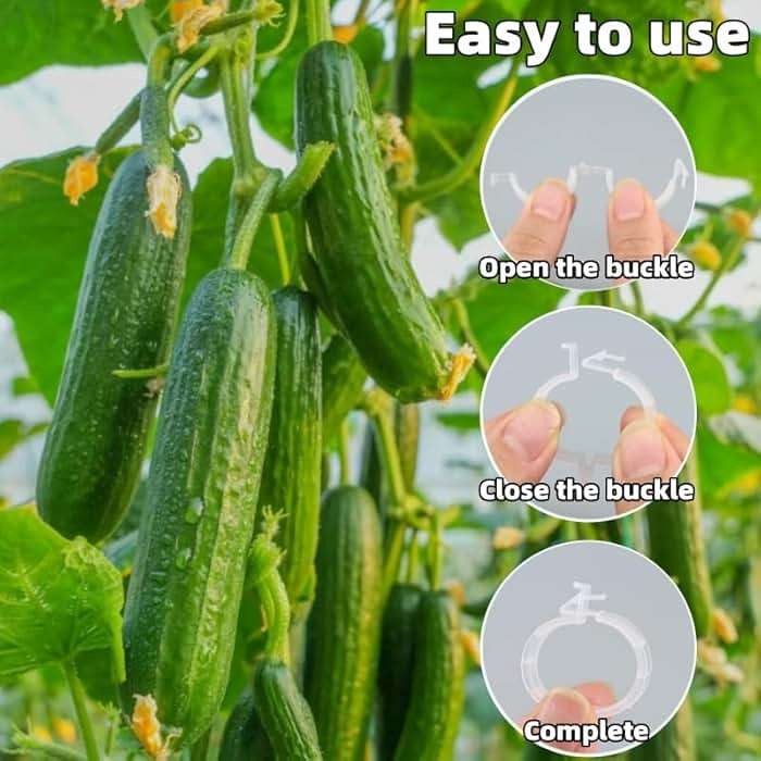 50 PCS plant clips, garden clips for climbing plants, plastic bracket clips，tomato clips，grape，vine，vegetable plant Clamps for climbing plants clear Plants to Grow Upright and make plants Healthier - Image 5