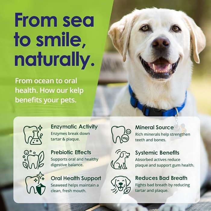 NuLife Natural Pet Health Dog Teeth Cleaning Powder, Dog Plaque and Tartar Remover, Bad Breath Treatment for Dogs with USDA Organic Sea Kelp Powder, Dog Dental Care Made Easy, for All Ages, 12 oz - Image 7