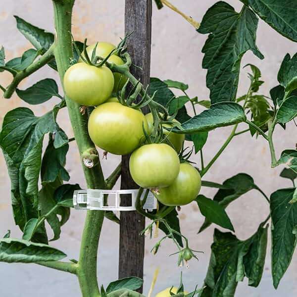 QHYCWIN 200 Pcs Plant Support Clips, 2 Types in 1 Pack, Plastic Garden Clips for Tomato, Grape, Cucumber, Vine Plants, Reusable Plant Clips for Climbing Plants (Green White) - Image 2