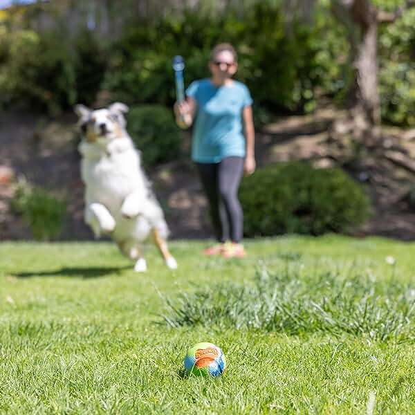 Chuckit! Limited Edition EcoFetch Ball Dog Toy, Medium (2.5 Inch Diameter) Pack of 3, for Breeds 20-60 lbs - Image 6